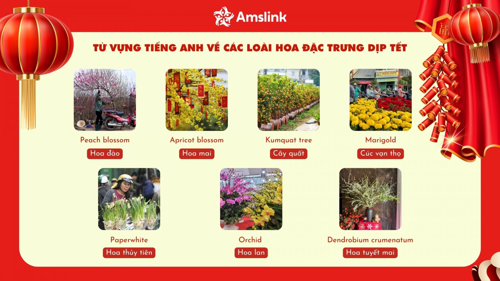 Từ vựng tiếng Anh về các loài hoa quen thuộc ngày Tết